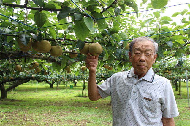 ◇香取市の旬の味覚 今、美味しいくだもの狩りのご案内 | 水郷
